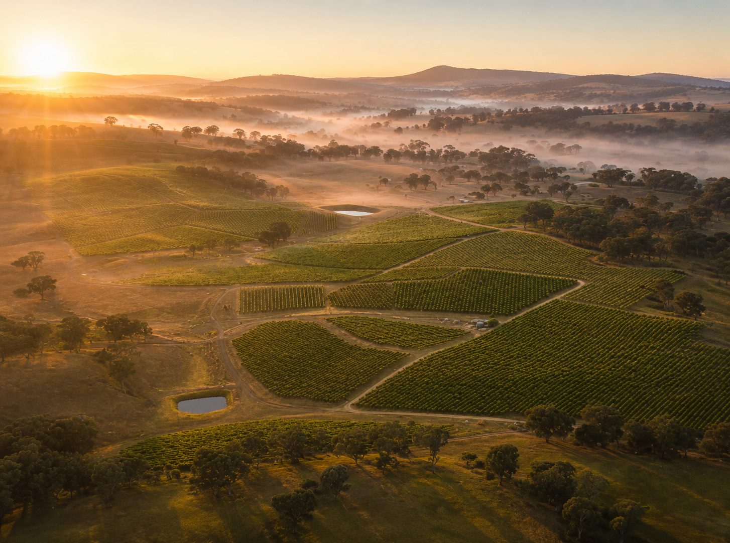 Vineyard at dawn